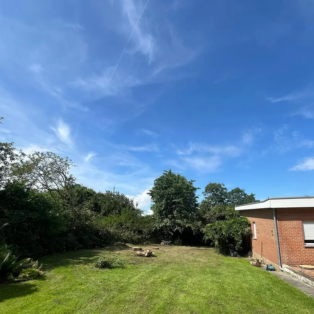 abattage-cedre-après