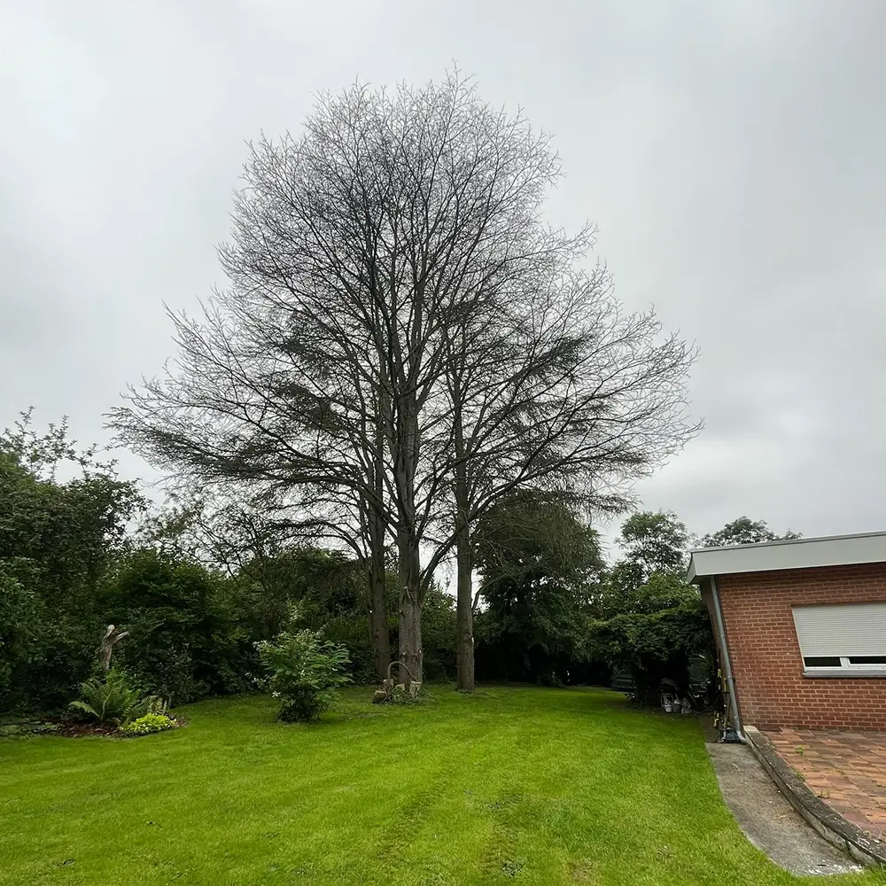 abattage-cedre-avant